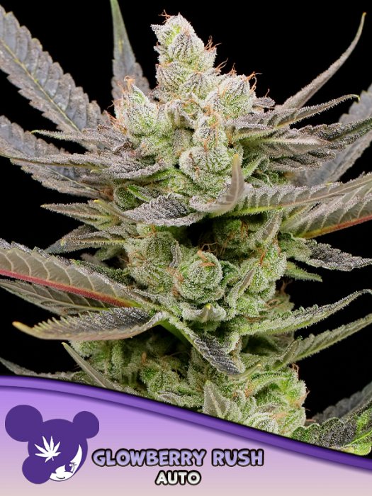 Anesia - Glowberry Rush Auto 3ks