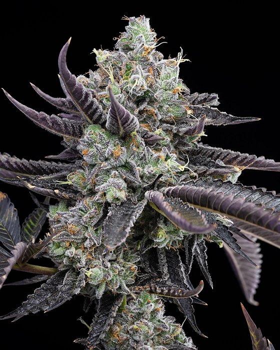 Cookies - Tie Die   3ks