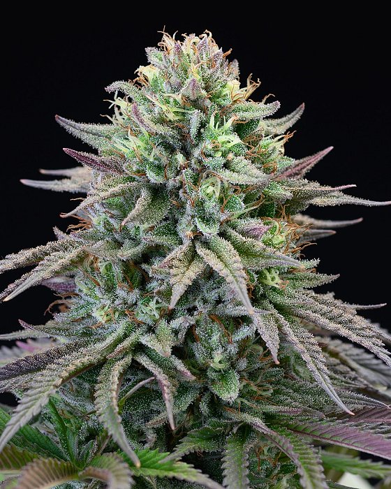 Cookies - Cherry Cooks 3ks