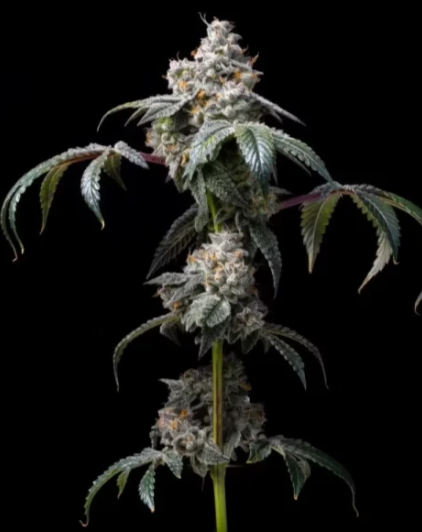 Cookies - Dirty Diana 6ks