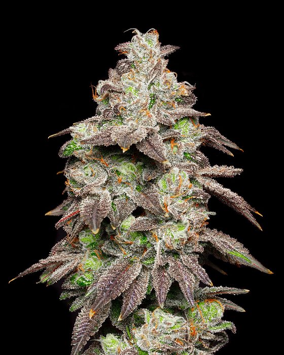 Cookies - Fried Banana 6ks