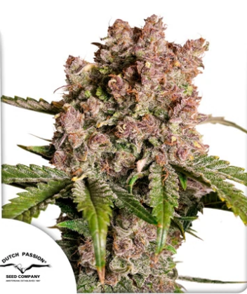 DP Auto Strawberry Soda 3ks