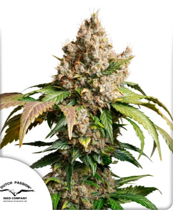 DP Auto Red Tropicana Cookies 7ks