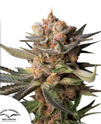 DP Auto Frozen Biscotti 7ks