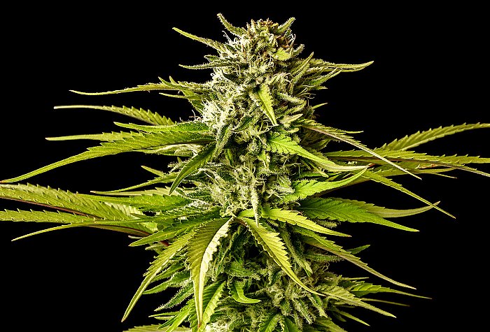 Kannabia Break-up Cake 5ks