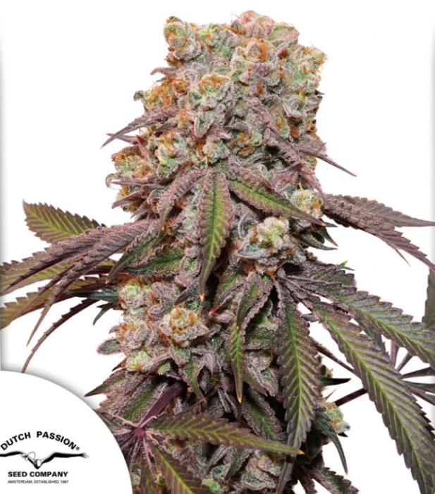 DP Auto Candy Bubatz XL 7ks