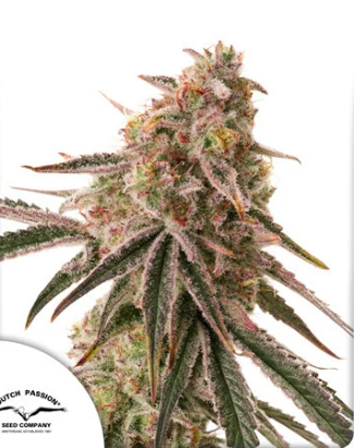 DP Frozen Biscotti 3ks