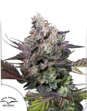 DP Candy Bubatz XL 10ks