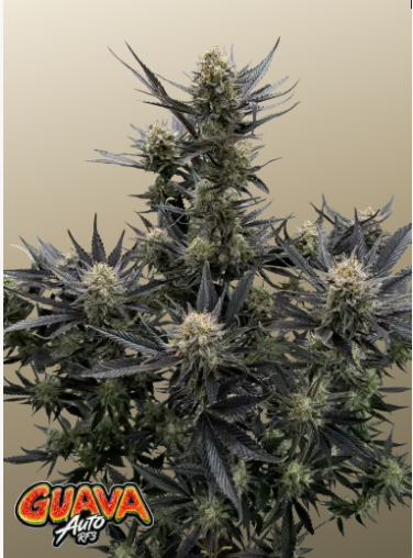Fast Buds Guava RF3, 1ks