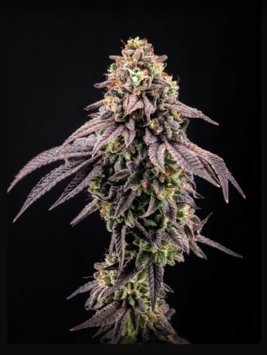 Fast  Buds  Biscotti Gelato FEM 1ks