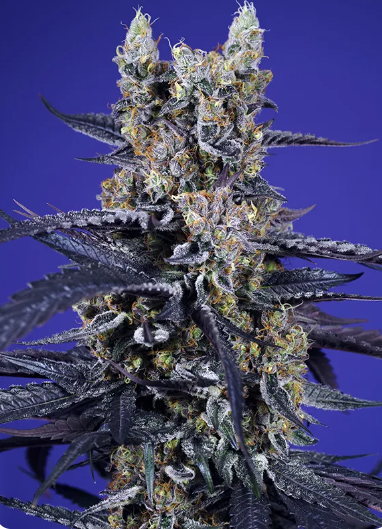 SW Super Boof XL Auto 3ks