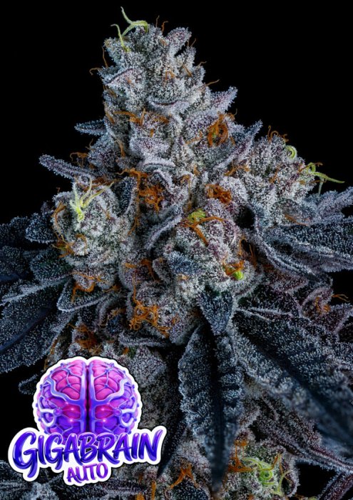 Anesia - Giga Brain Auto 3ks