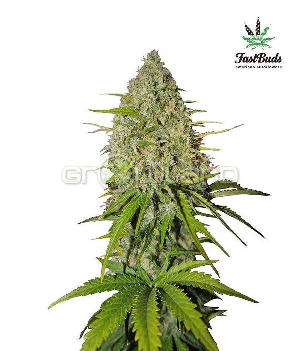 FB Grapefruit 5 ks, Fem. -20%