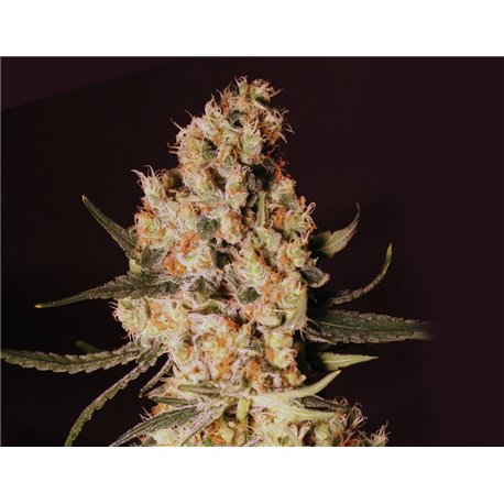 Jamaican Dream 3 ks - Fem. - CBD  - 20%