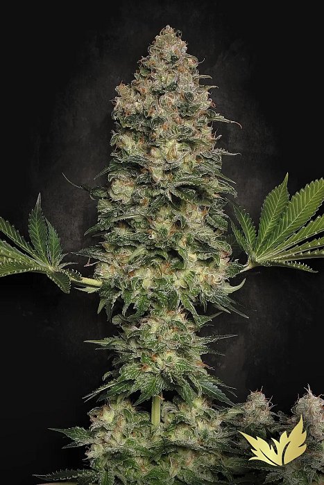 Paradise Seeds - Jacky White 5ks - 25%