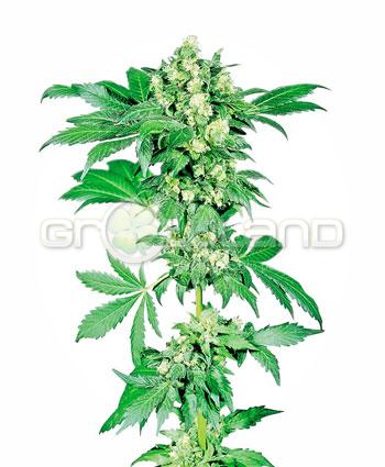Sensi seeds Afghani #1® Regul.10ks