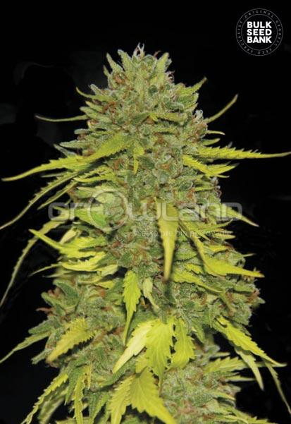 Bulk Seeds AK  10 ks, Fem.
