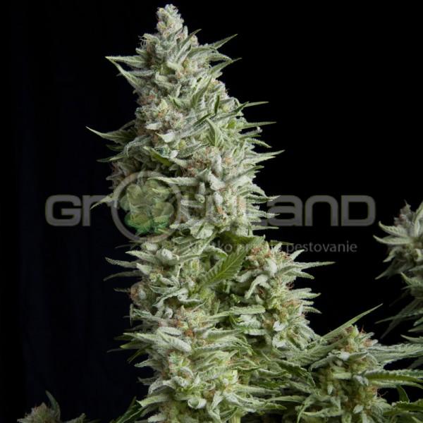 Pyramid Alpujarreňa - 5 ks fem