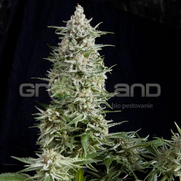 Pyramid Amnesia Gold 50 ks Fem.