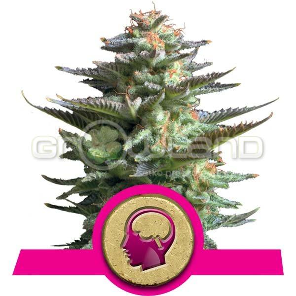 Amnesia Haze 1 ks Fem.