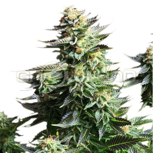 Amnesia Haze 3 ks Fem.