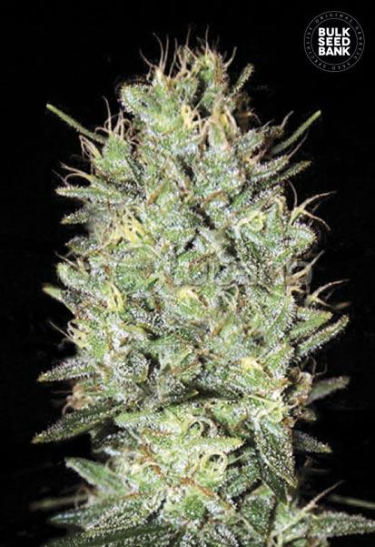 Bulk seeds Amnesia Haze 5 ks, Fem.