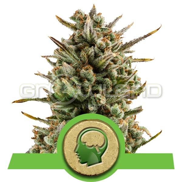 Amnesia Haze Automatic 5 ks Fem.