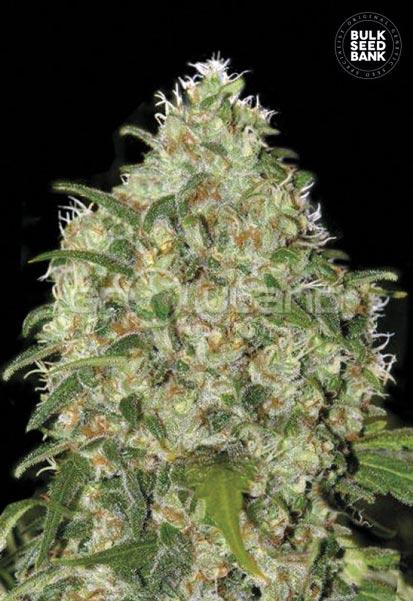 Bulk Seeds Amnesia Platinium 10 ks, Fem.