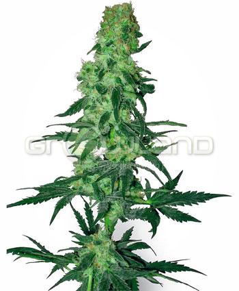 Sensi seeds Amnesia White