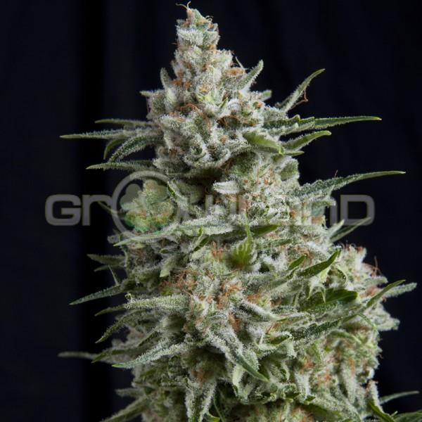 Pyramid Anesthesia 3 ks Fem.