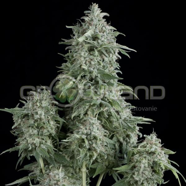 Pyramid Anubis 50 ks Fem.