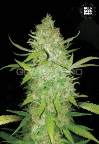 Bulk Seeds Auto AK 5 ks, Fem.