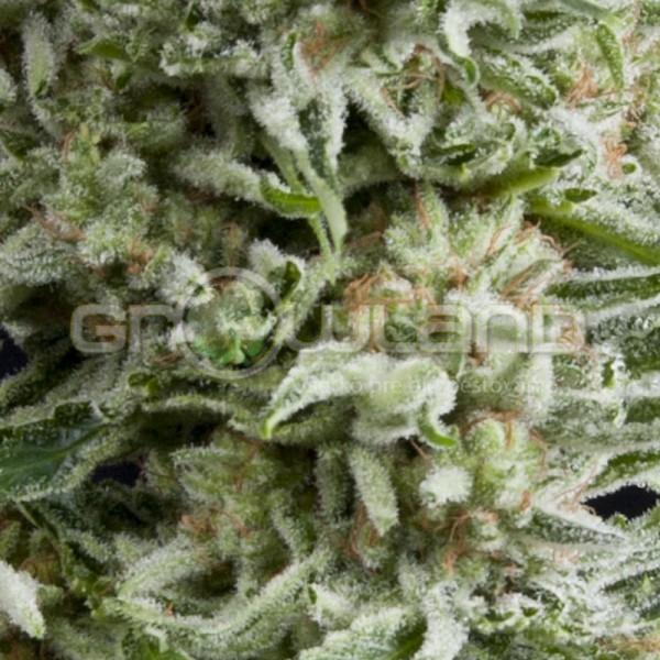 Pyramid Auto Amnesia Gold 5 ks Fem.