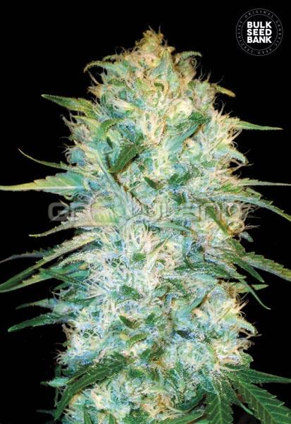 Bulk Seeds Auto Amnesia Platinium 5 ks, Fem.