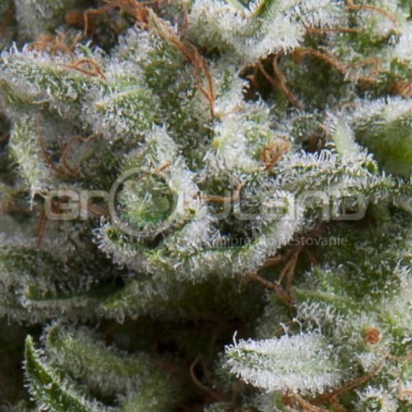 Pyramid Auto Anesthesia 50 ks, Fem.