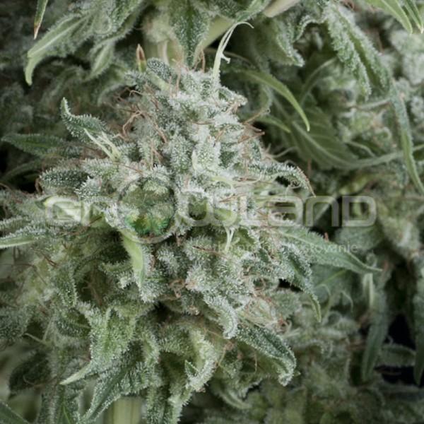 Pyramid Auto Anubis 3 ks, Fem.