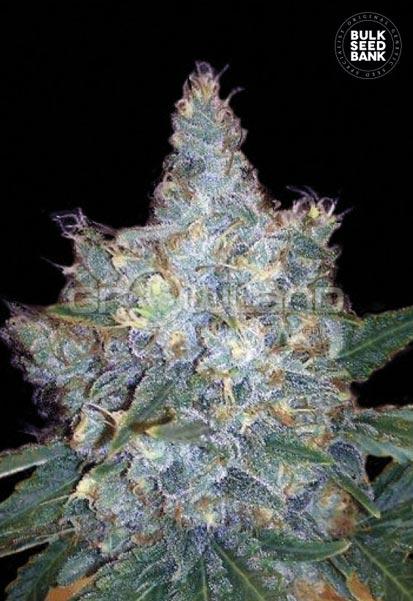 Bulk Seeds Auto Blueberry Berry 5 ks, Fem.