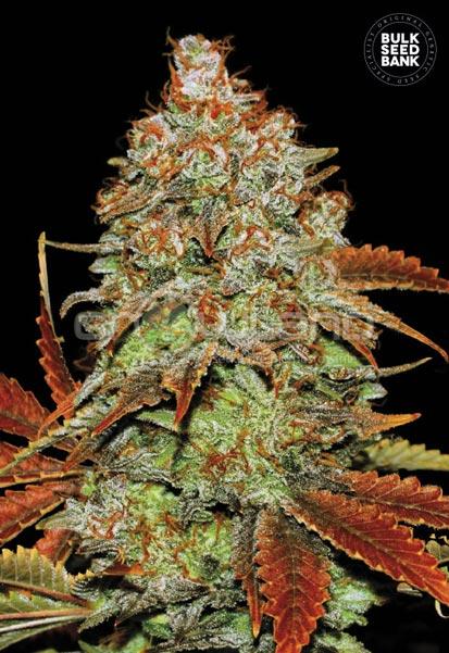 Bulk Seeds Auto Bubblegum Extra 10 ks, Fem.