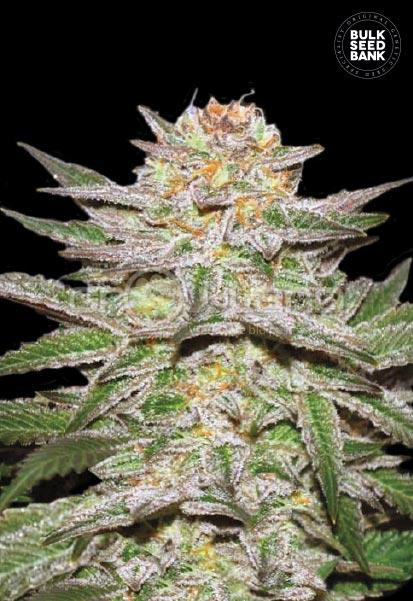 Bulk Seeds Auto Caramel King 5 ks, Fem.