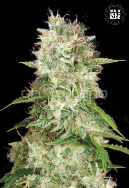 Bulk Seeds Auto Cheese 5 ks, Fem.