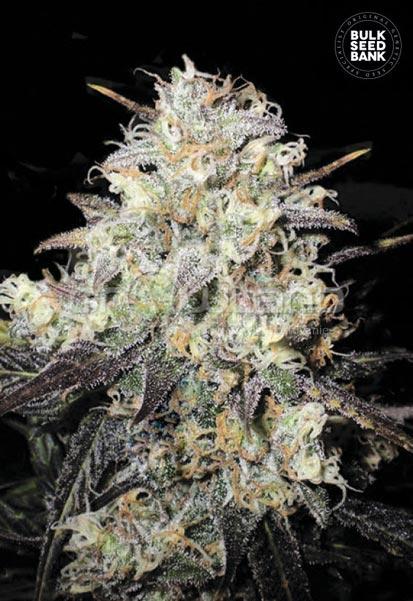 Bulk Seeds Auto Cocopopo 10 ks, Fem.