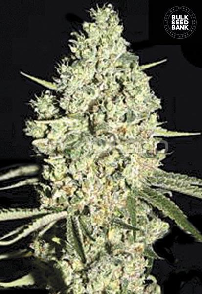 Bulk Seeds Auto Critical 5 ks, Fem.