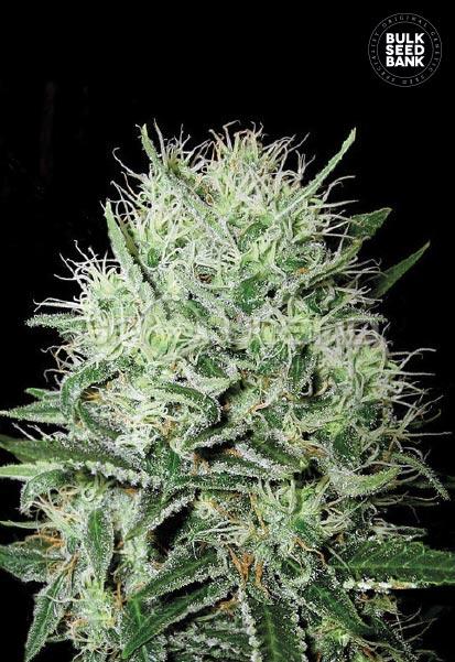 Bulk Seeds Auto Devil's Kiss 5 ks, Fem.
