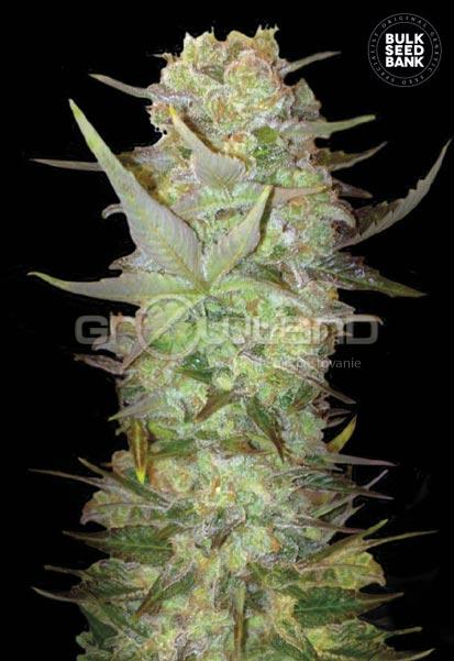 Bulk Seeds Auto Dubai Poison 10 ks, Fem.