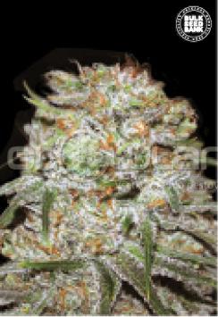 Bulk Seeds Auto East Ryder 5 ks, Fem.