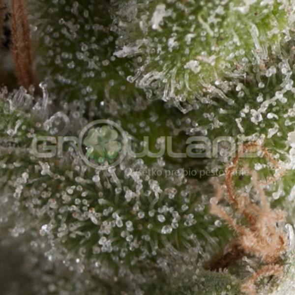 Pyramid Auto Fresh Candy, 5 ks Fem