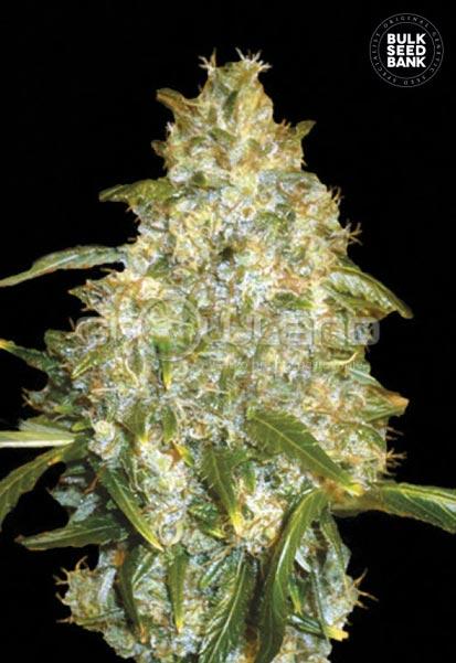 Bulk Seeds Auto Good Wild Shark 10 ks, Fem.