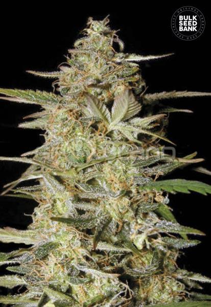 Bulk Seeds Auto Hindu Kush 5 ks, Fem.