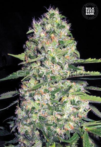 Bulk Seeds Auto Jack Hair 10 ks, Fem. Fem.
