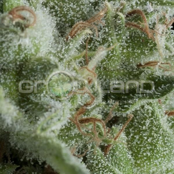 Pyramid Auto Kryptonite 5 ks Fem.